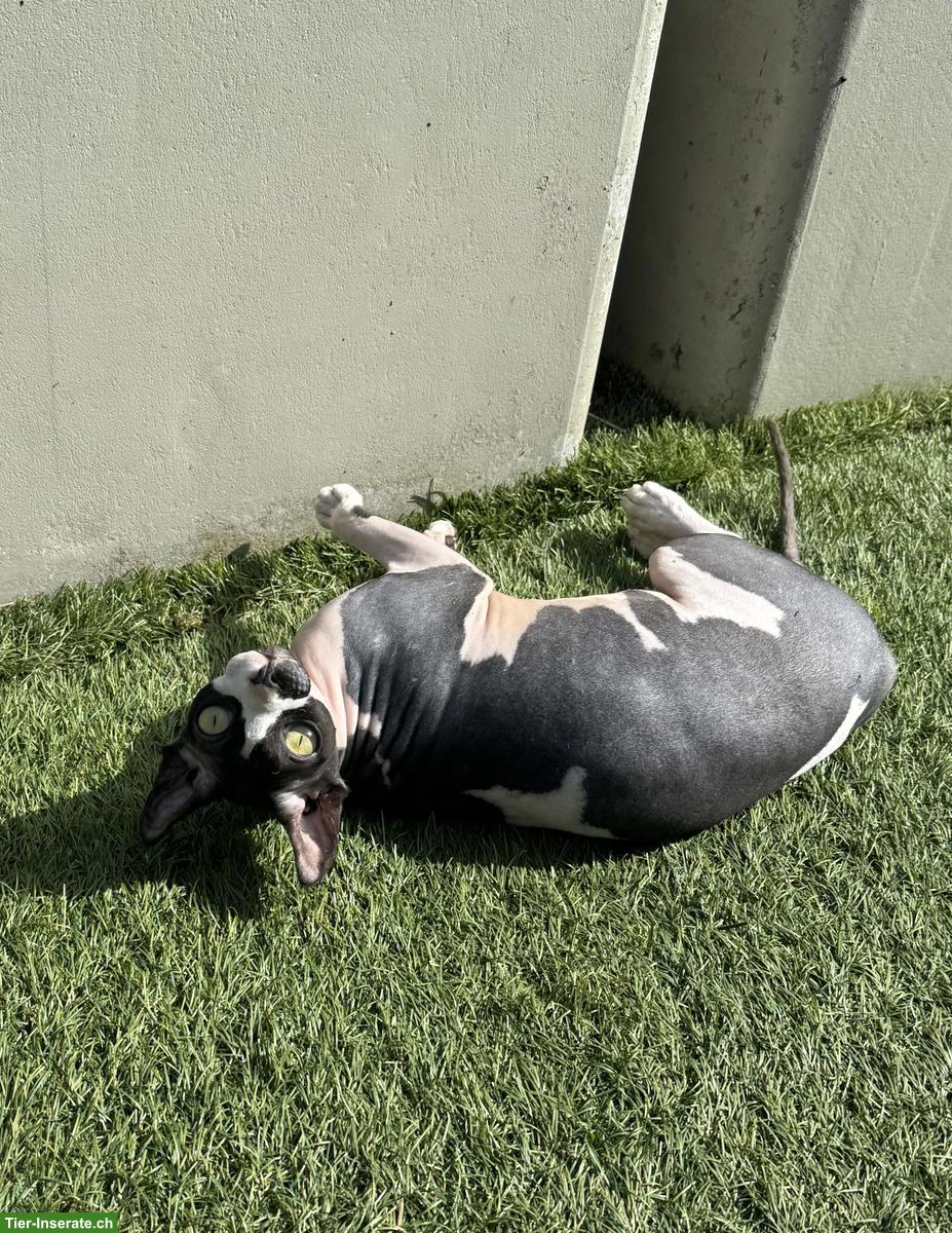 Bild 7: Zwei 1-jährige Sphynx Katzen suchen liebes Zuhause