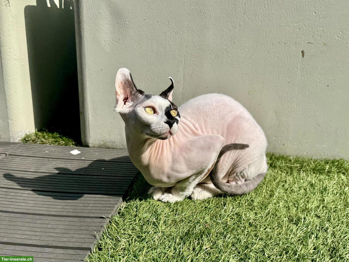 Bild 8: Zwei 1-jährige Sphynx Katzen suchen liebes Zuhause