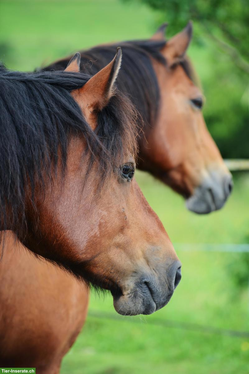 Bild 2: GESUCHT: Fachperson pferdegestützte Intervention für Stallgemeinschaft