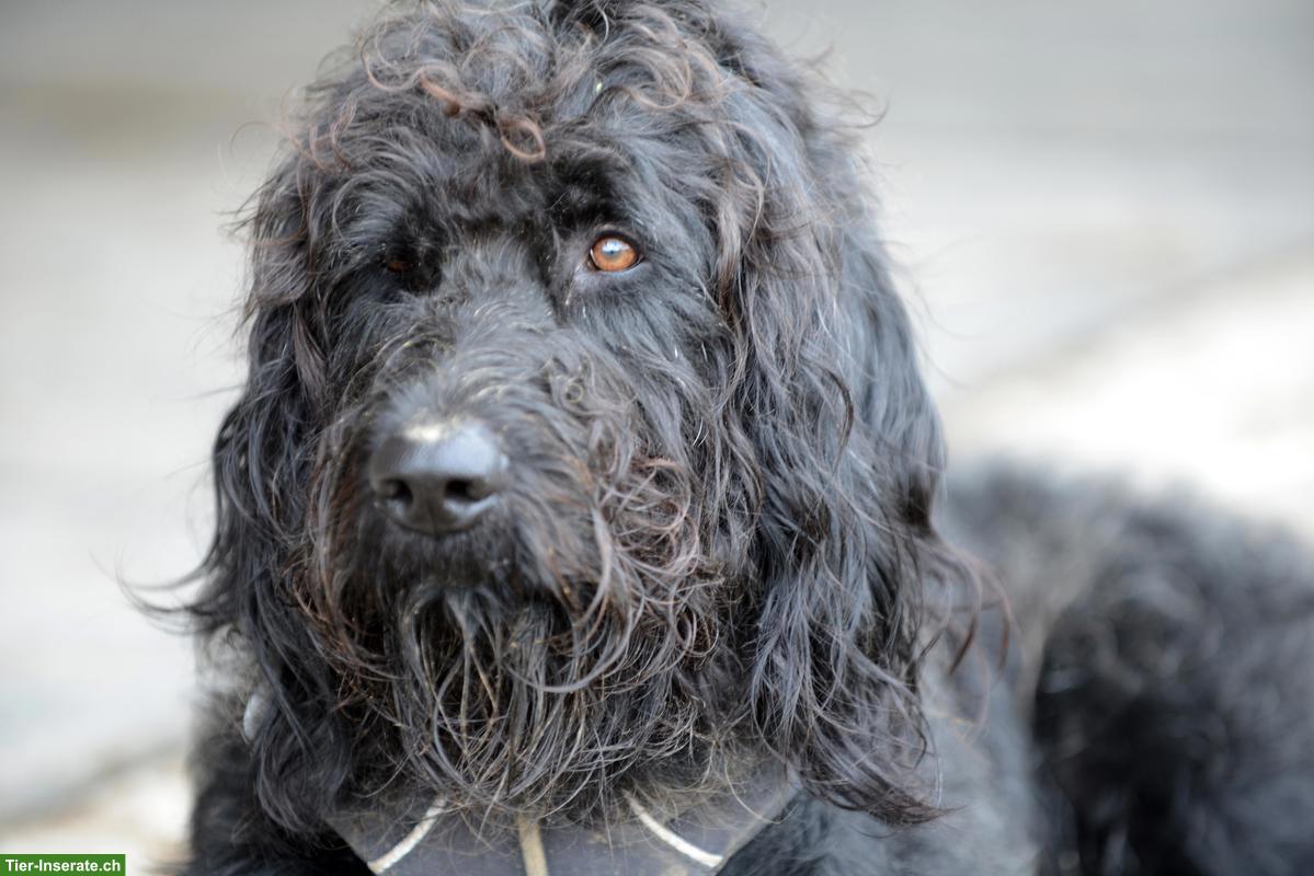 Bild 3: GESUCHT: Fachperson pferdegestützte Intervention für Stallgemeinschaft