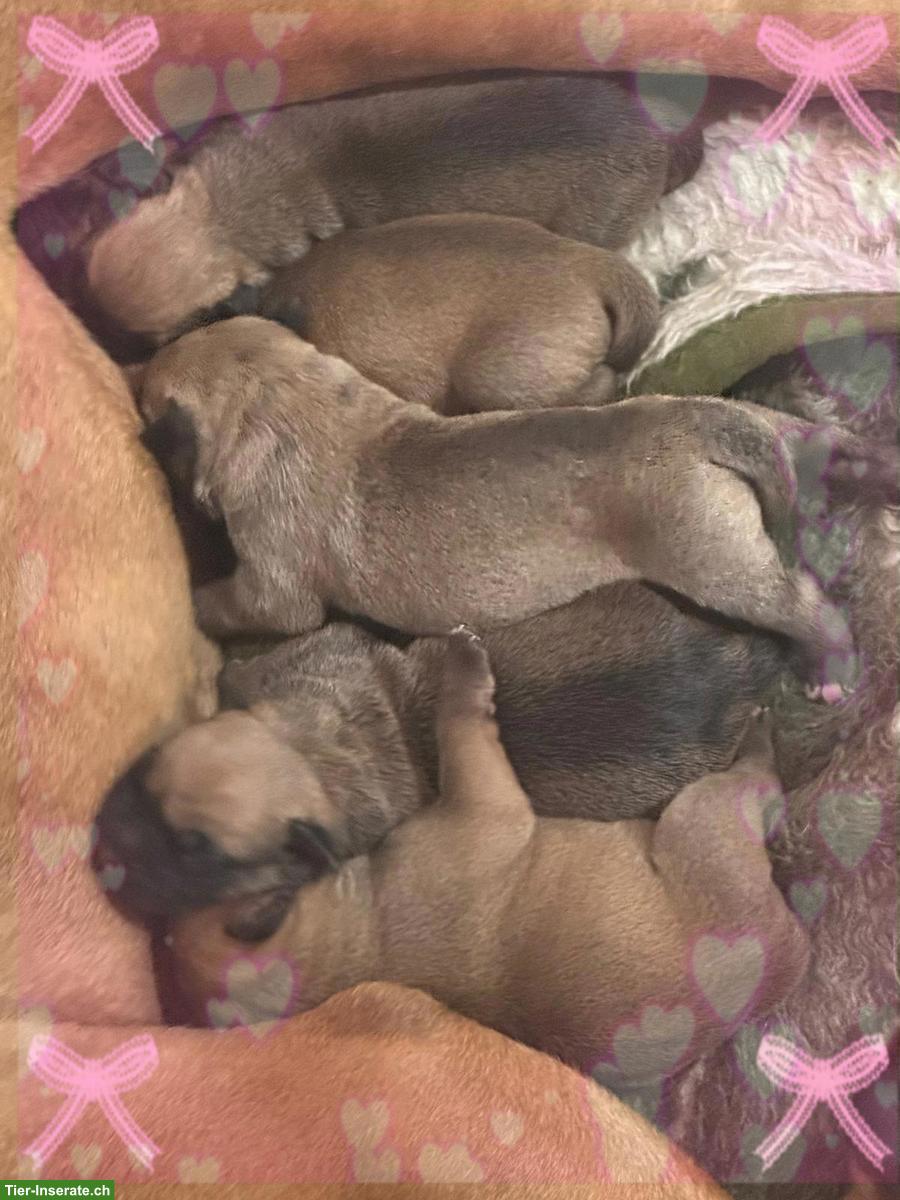 Ca de Bou Welpen suchen ein Zuhause