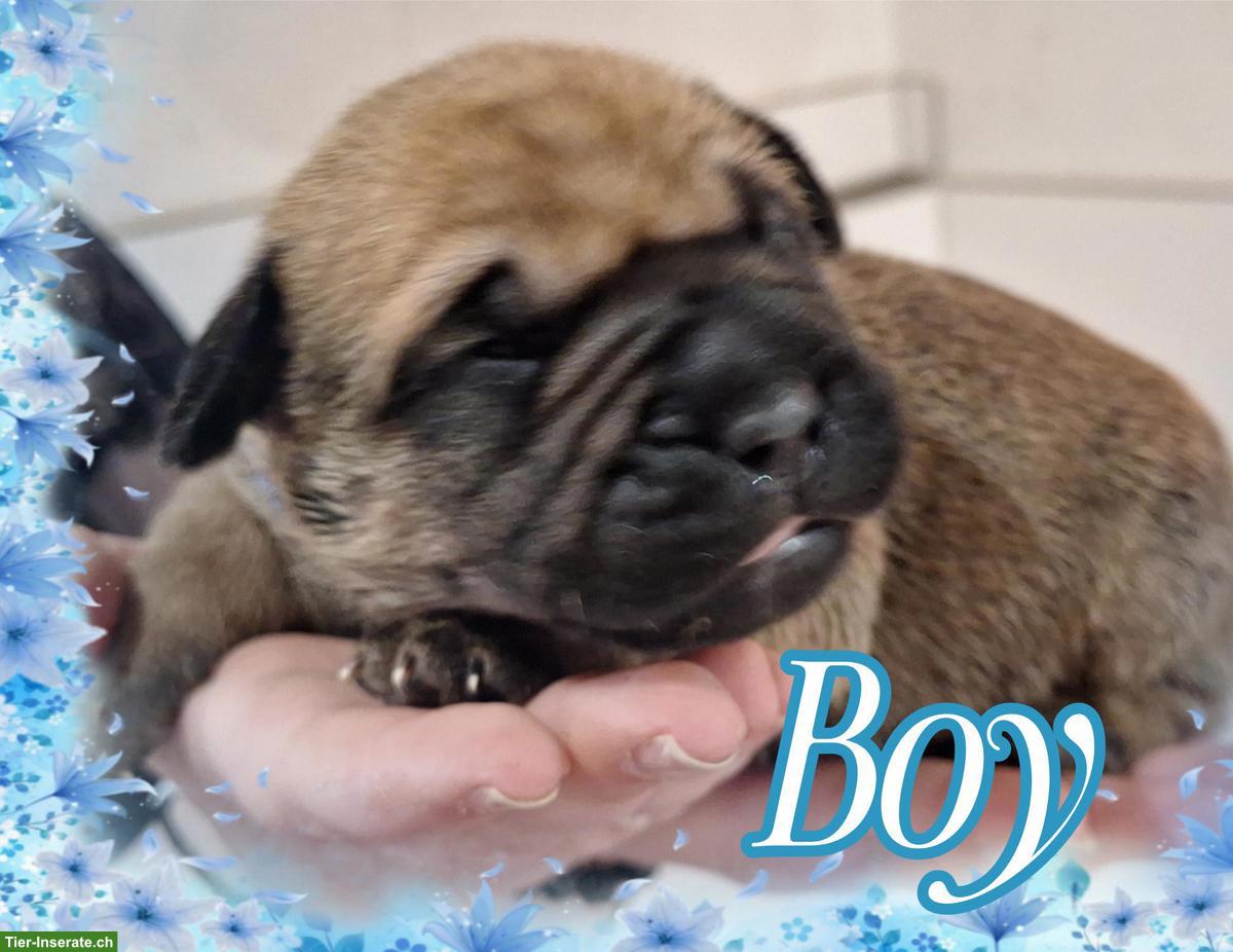 Bild 2: Ca de Bou Welpen suchen ein Zuhause