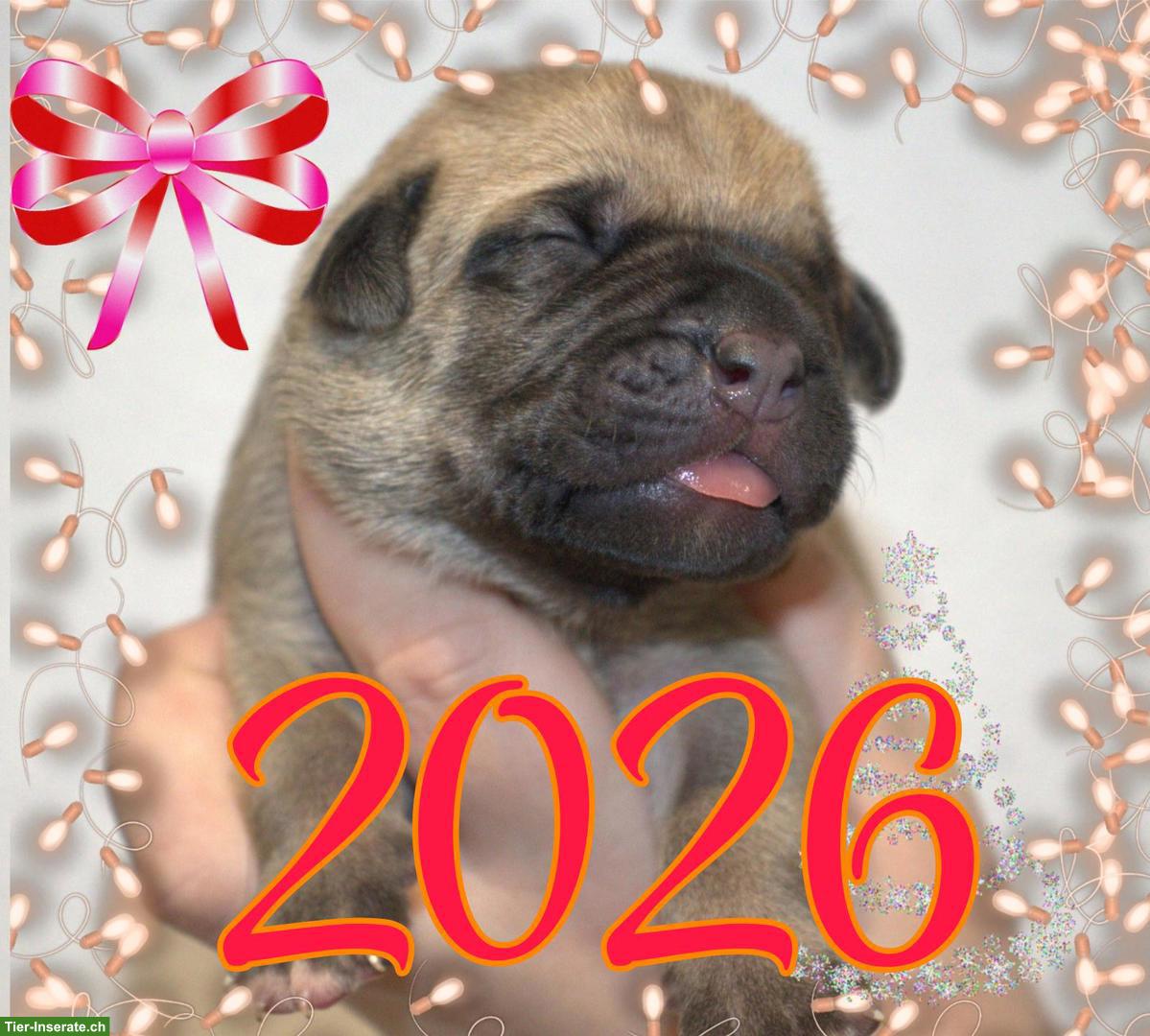 Bild 4: Ca de Bou Welpen suchen ein Zuhause