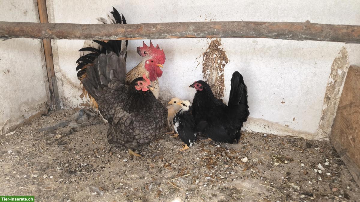 5 Chabo Zwerghühner: Gruppe mit Hahn, Hennen & Küken