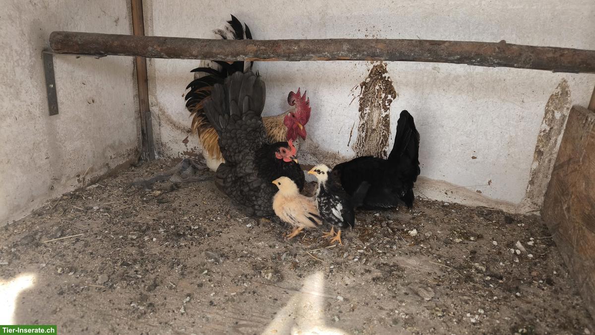 Bild 2: 5 Chabo Zwerghühner: Gruppe mit Hahn, Hennen & Küken