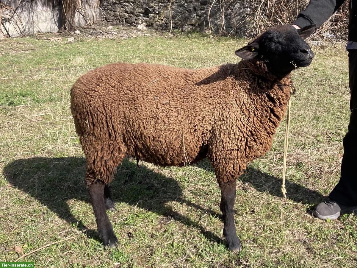 Junges Schwarzbraunes Bergschaf, Zuchtbock, top punktiert
