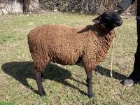 Junges Schwarzbraunes Bergschaf, Zuchtbock, top punktiert