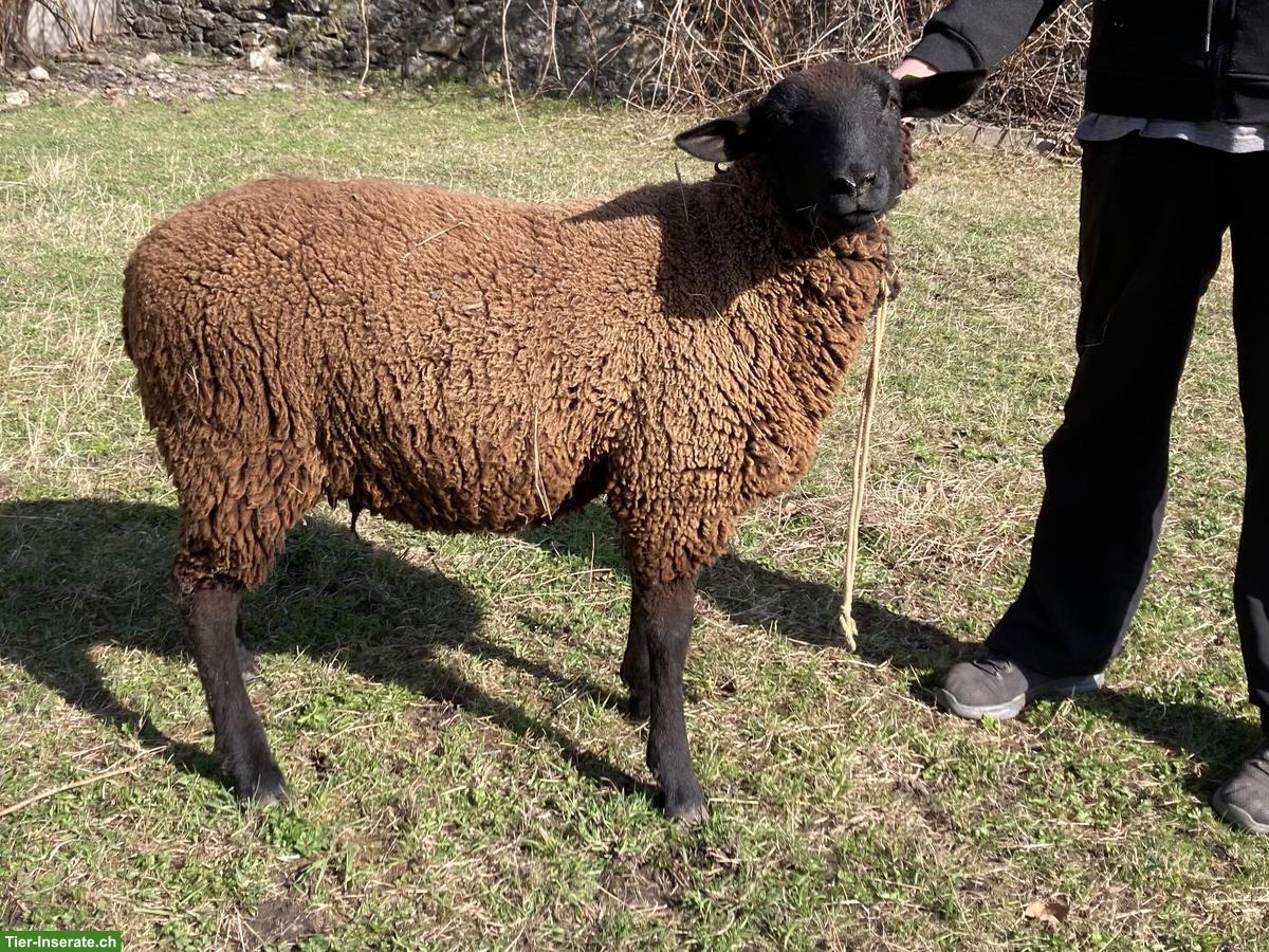 Bild 2: Junges Schwarzbraunes Bergschaf, Zuchtbock, top punktiert
