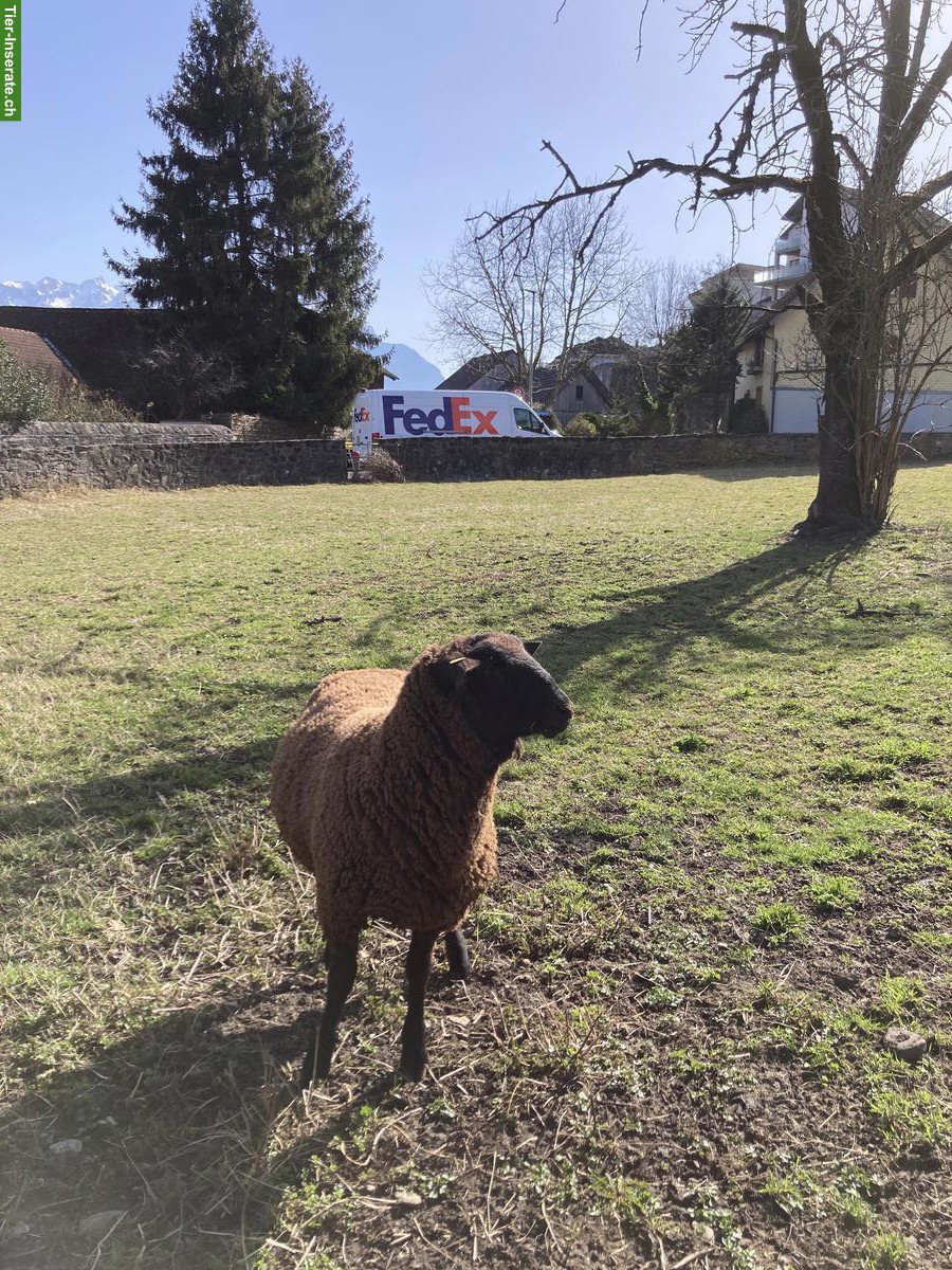 Bild 3: Junges Schwarzbraunes Bergschaf, Zuchtbock, top punktiert