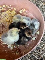 Appenzeller Spizhauben Küken ab Juli 2026