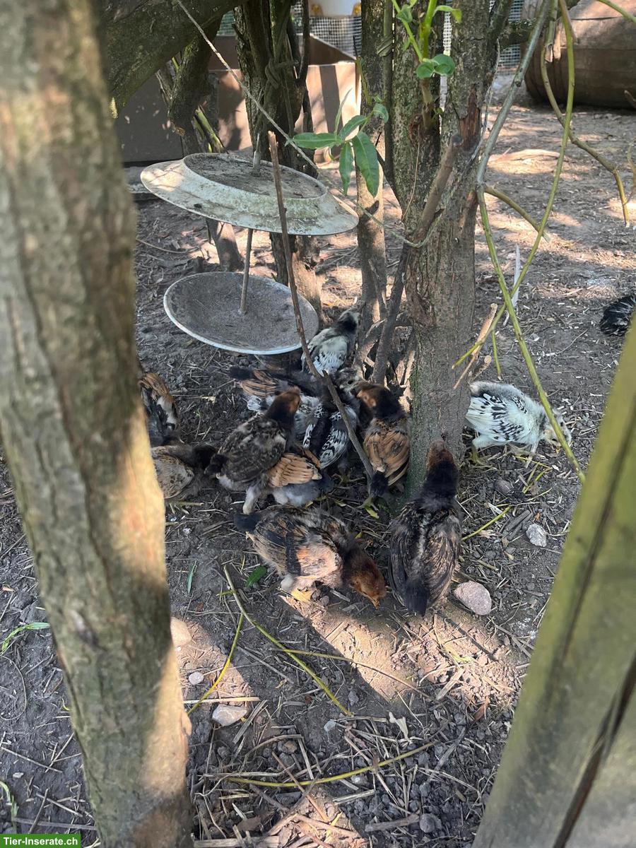 Bild 2: Appenzeller Spizhauben Küken ab Juli 2026