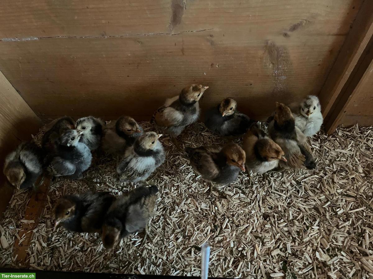 Bild 3: Appenzeller Spizhauben Küken ab Juli 2026