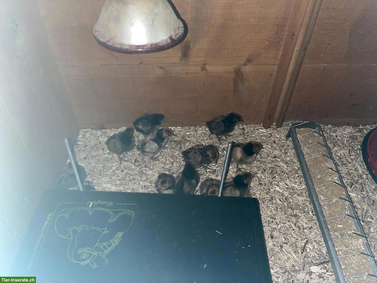 Bild 4: Appenzeller Spizhauben Küken ab Juli 2026