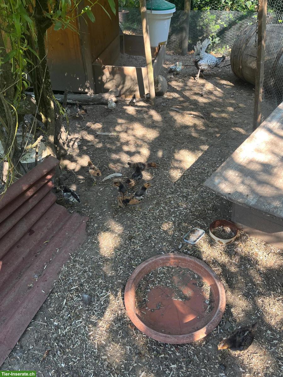 Bild 5: Appenzeller Spizhauben Küken ab Juli 2026