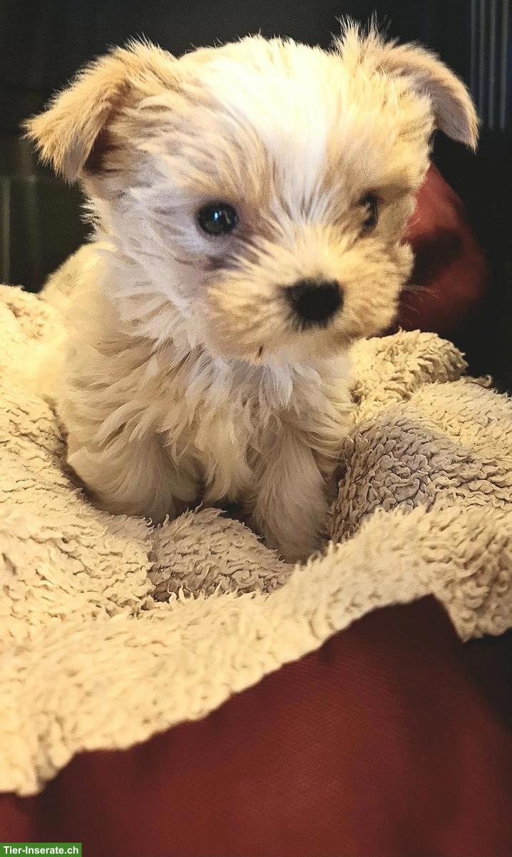 Yorkshire Terrier Welpe Buebeli sucht schönes zuhause