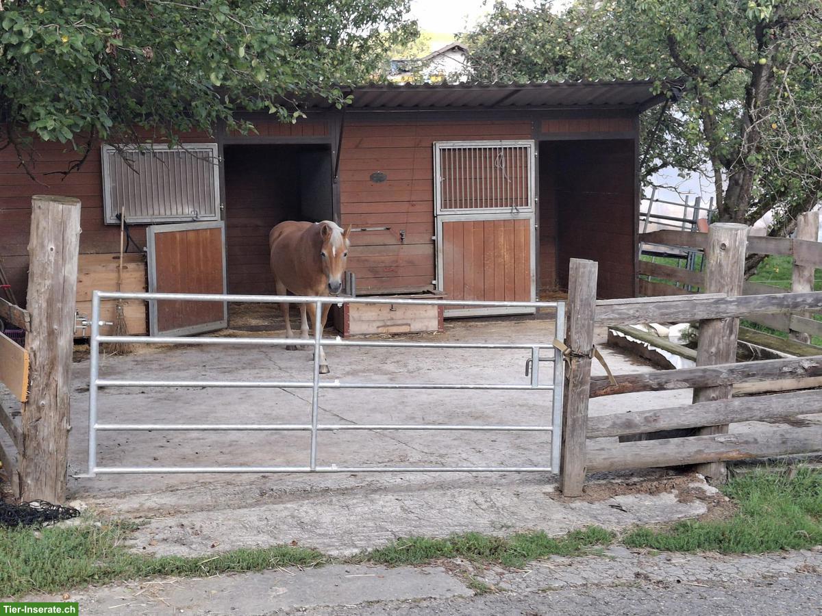 Auslaufbox mit täglichem Weidegang in Rüegsau BE
