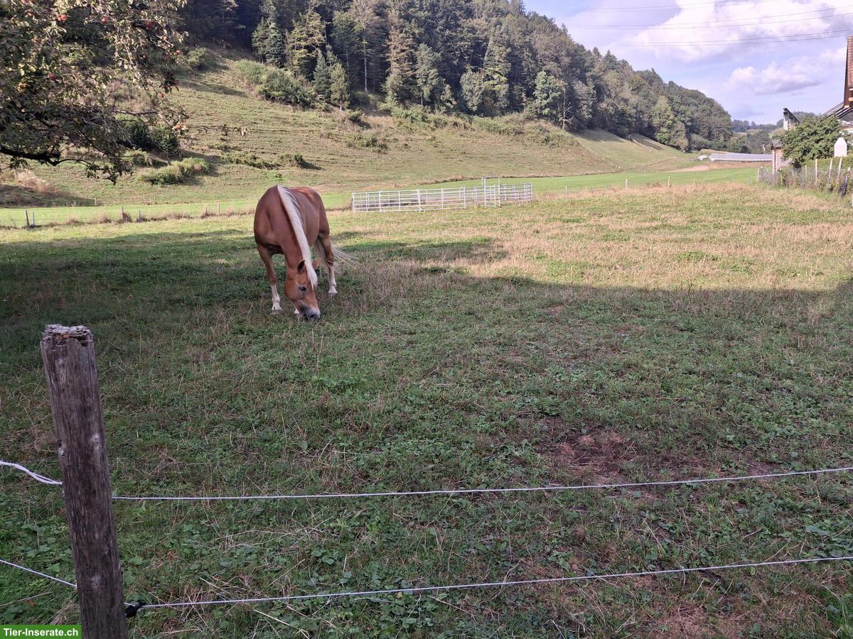 Bild 3: Auslaufbox mit täglichem Weidegang in Rüegsau BE