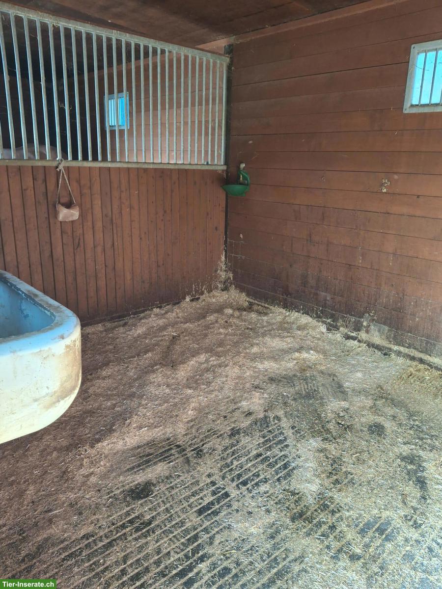 Bild 4: Auslaufbox mit täglichem Weidegang in Rüegsau BE