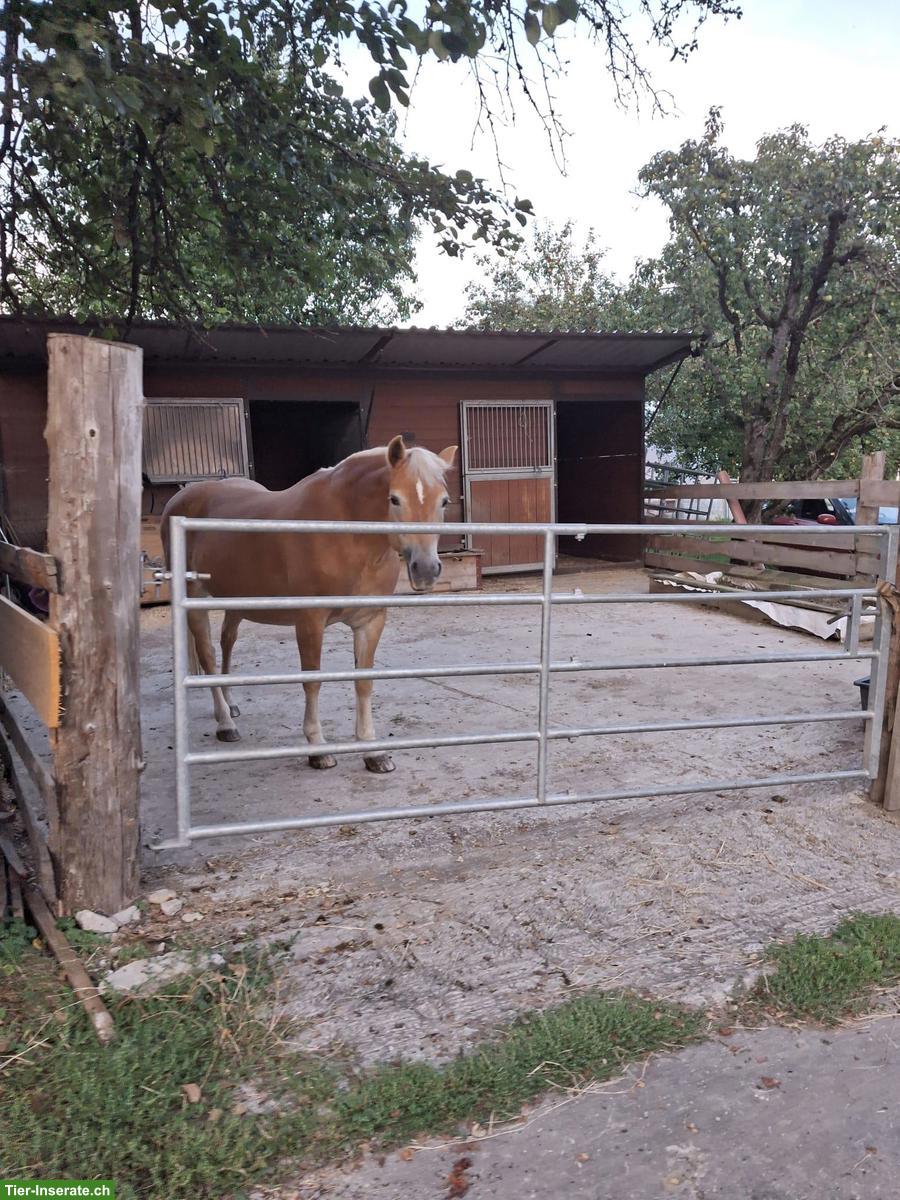 Bild 5: Auslaufbox mit täglichem Weidegang in Rüegsau BE