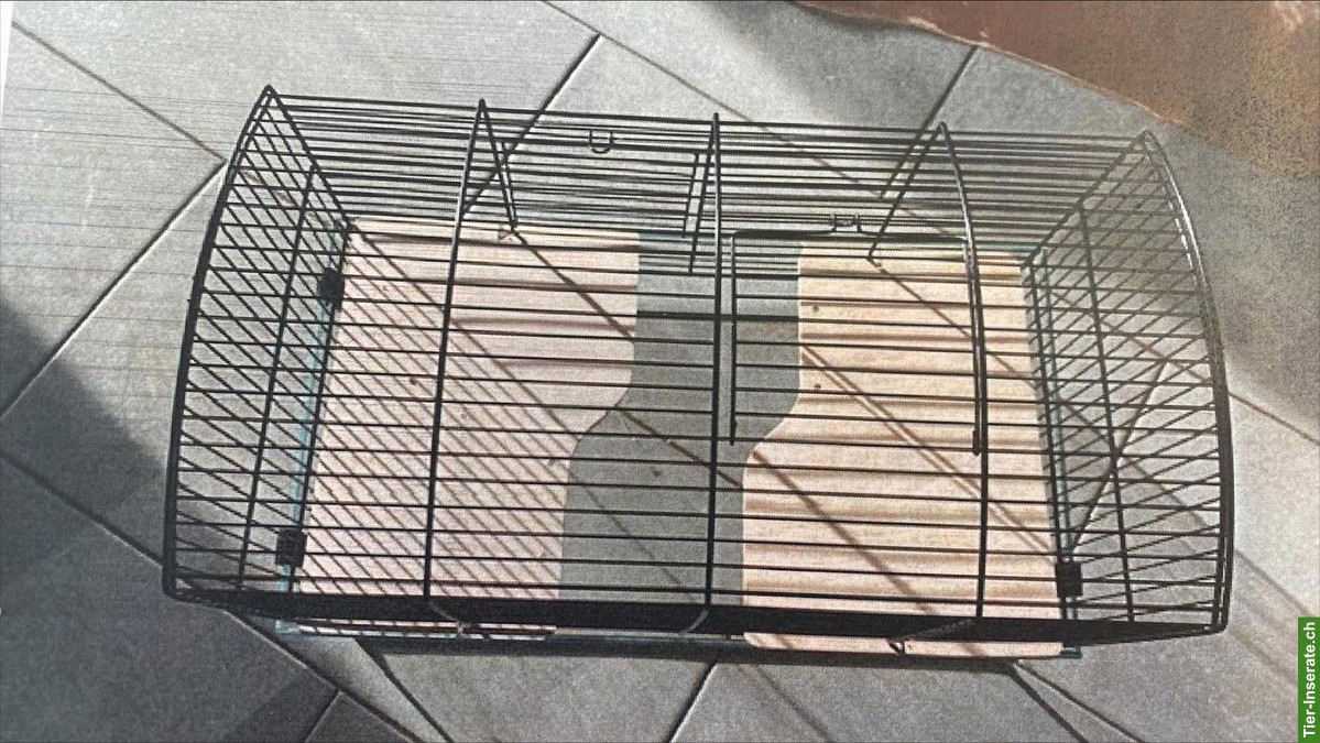 Bild 2: Terrarium mit Gitteraufsatz zu verkaufen
