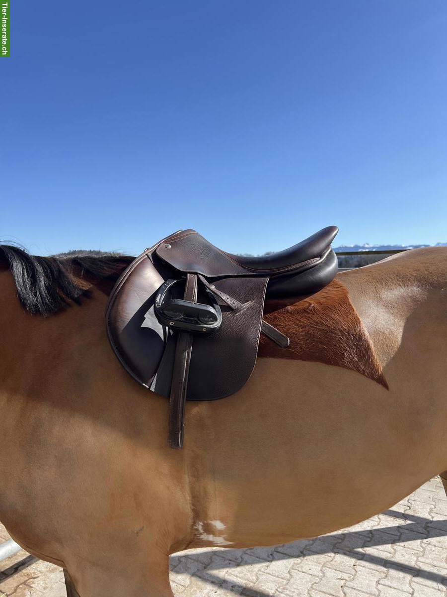 Springsattel Childéric FSC 17.5 Zoll zu verkaufen