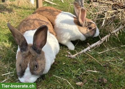 Holländer Kaninchen, 2 Weibchen & 1 Männchen