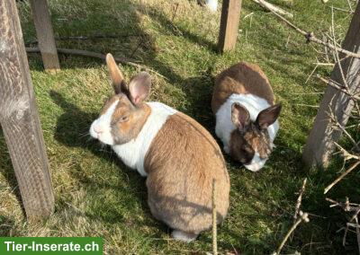 Bild 2: Holländer Kaninchen, 2 Weibchen & 1 Männchen