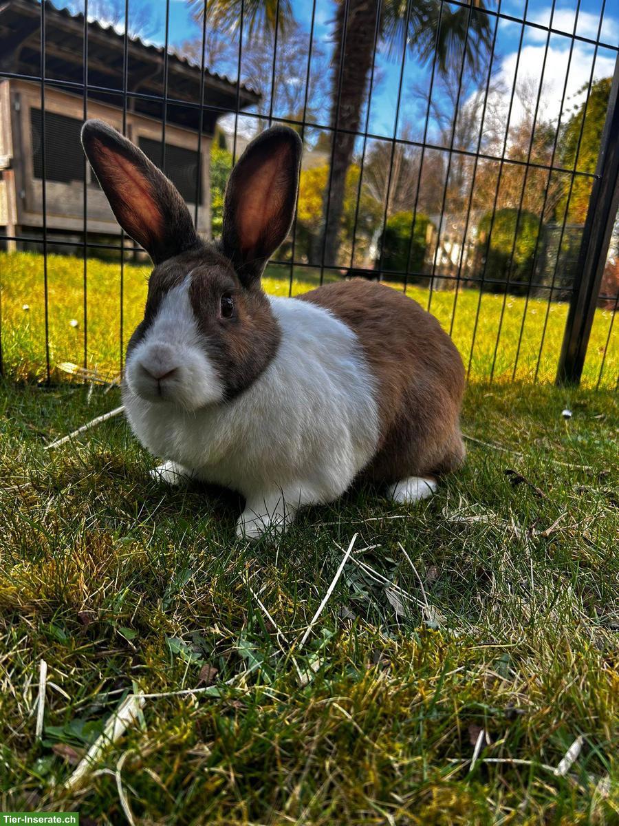 Bild 3: Holländer Kaninchen, 2 Weibchen & 1 Männchen