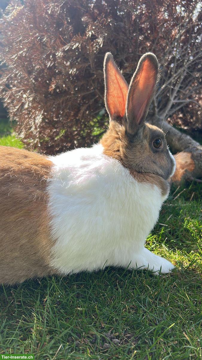 Bild 4: Holländer Kaninchen, 2 Weibchen & 1 Männchen