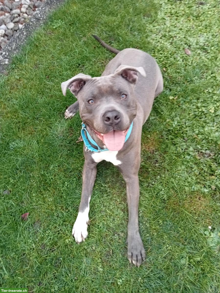 Amstaff Rüde, 2-jährig, kastriert sucht neues Zuhause