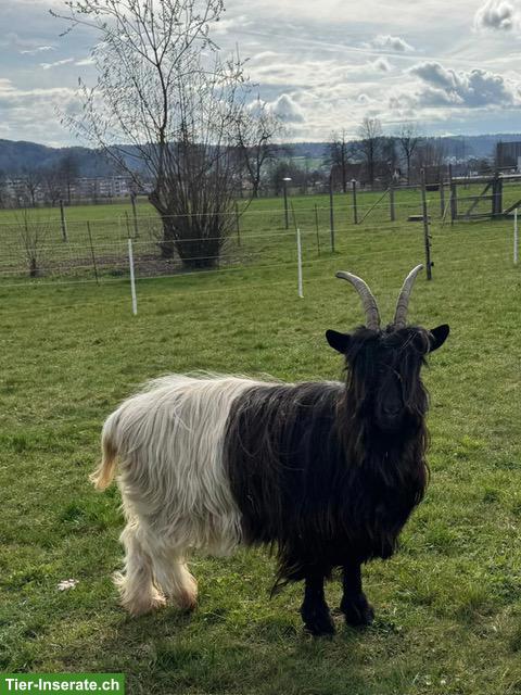 Sehr schöne Walliser Schwarzhalsziege