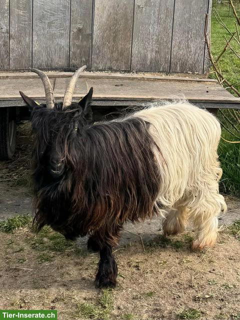 Bild 2: Sehr schöne Walliser Schwarzhalsziege