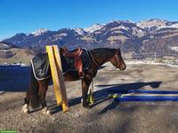 Pflege- oder Reitbeteiligung für Freiberger in Diemtigen BE
