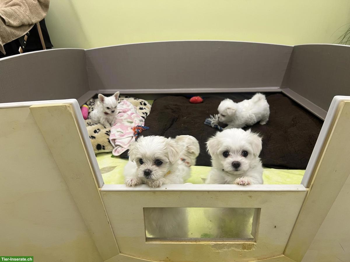 Reinrassige Malteser Welpen aus CH-Hobbyzucht