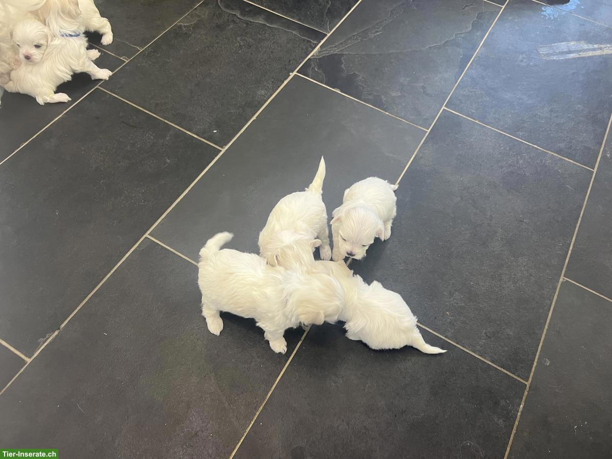 Bild 2: Reinrassige Malteser Welpen aus CH-Hobbyzucht