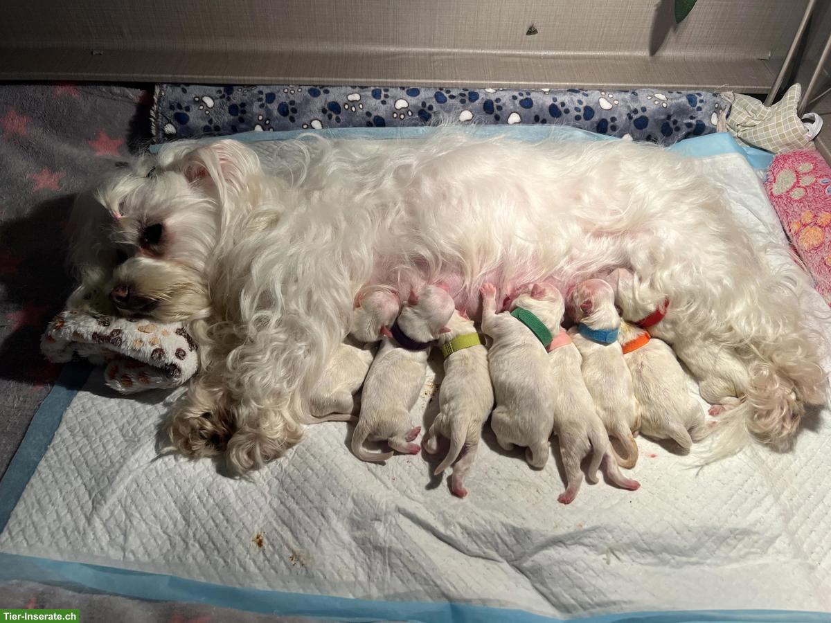 Bild 3: Reinrassige Malteser Welpen aus CH-Hobbyzucht