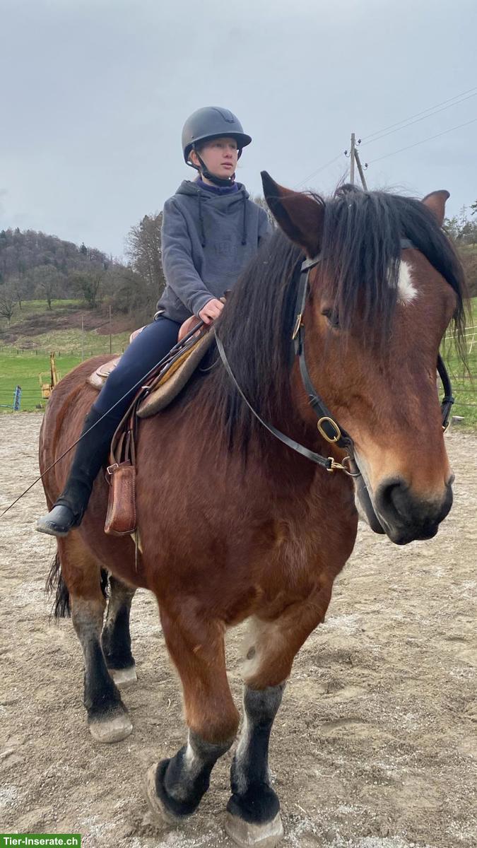 Bild 2: Suche Pony/Pferd als Reitbeteiligung Nähe Winterthur
