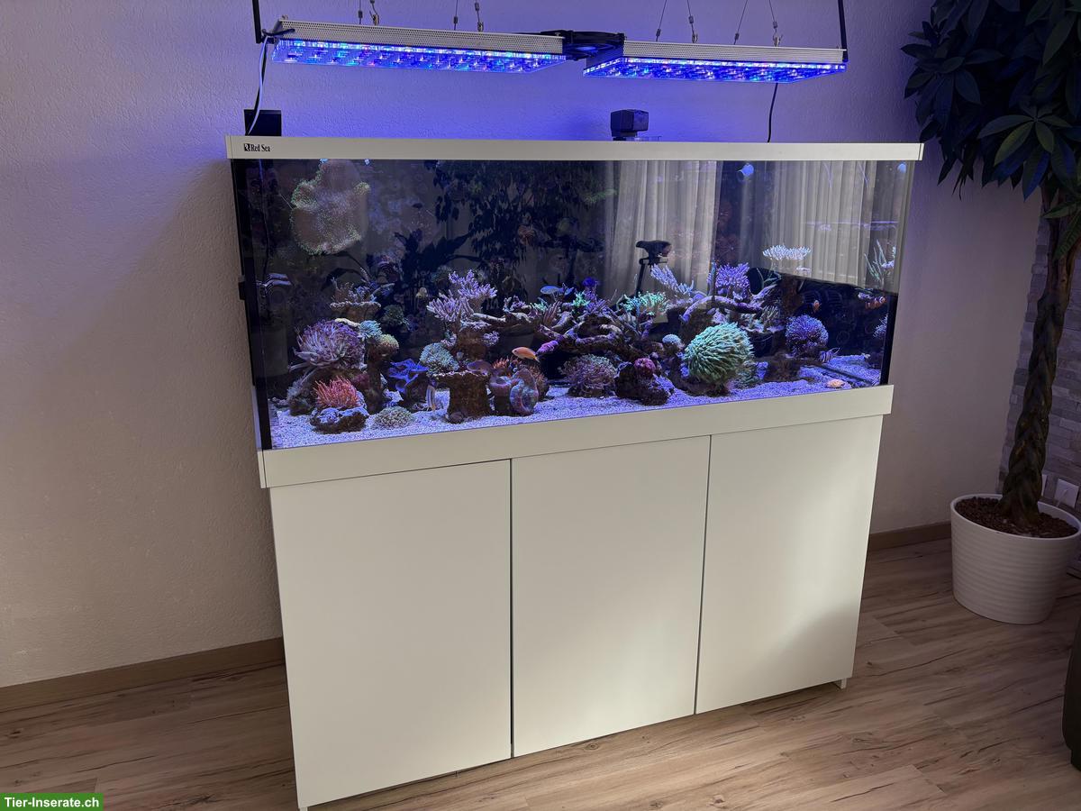 Meerwasser Aquarium Red Sea Max 650, mit hochwertiger Technik