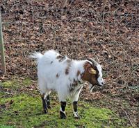 Zwergziegen Kastrat zu verkaufen