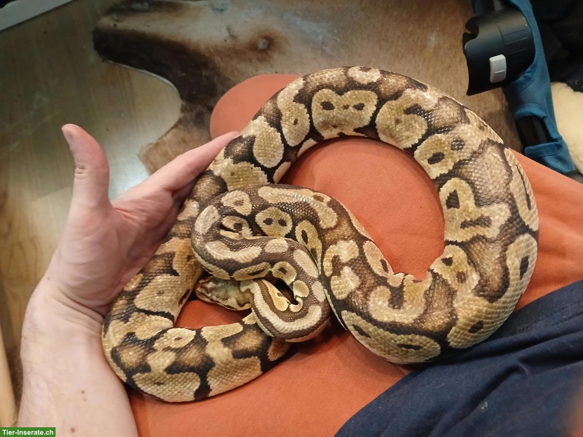 Königspython Super Pastel, handzahm