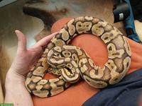 Königspython Super Pastel, handzahm