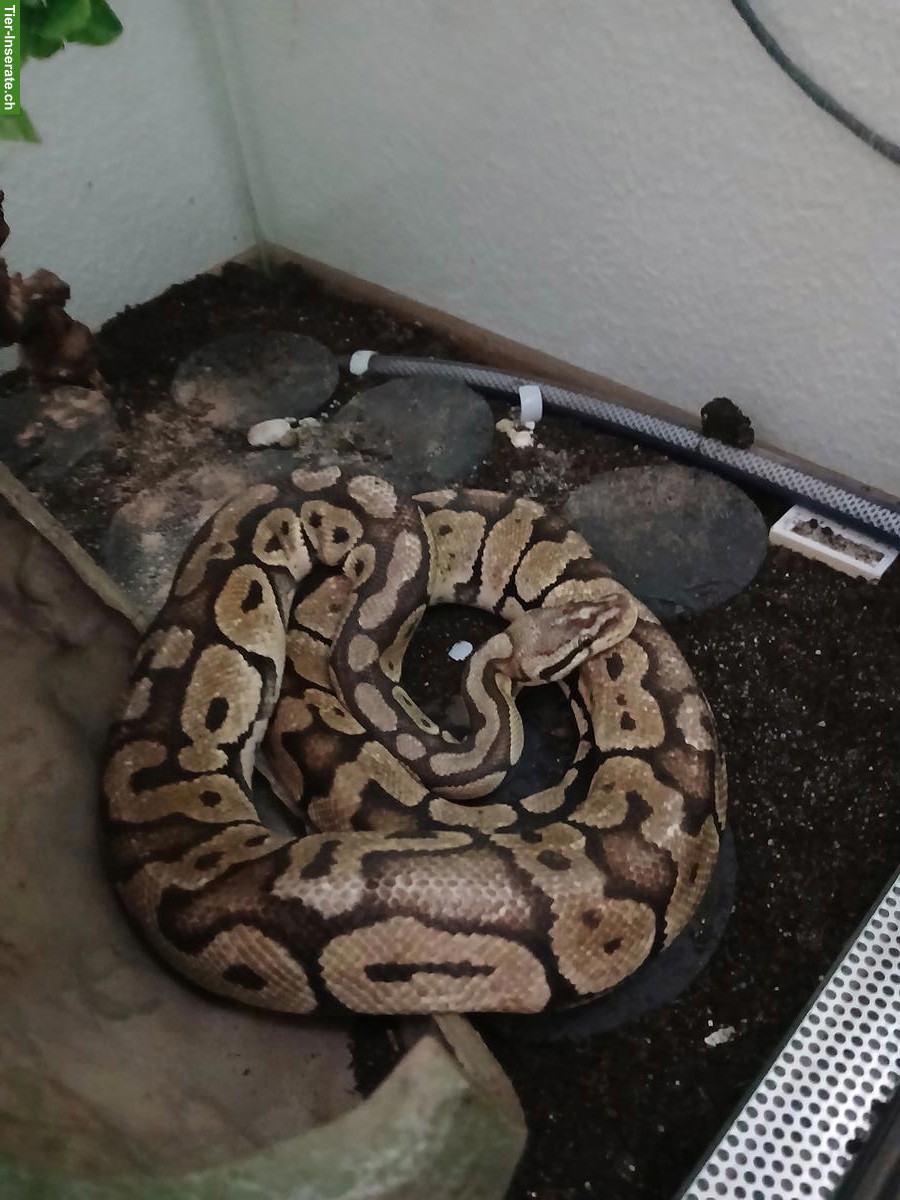 Bild 2: Königspython Super Pastel, handzahm