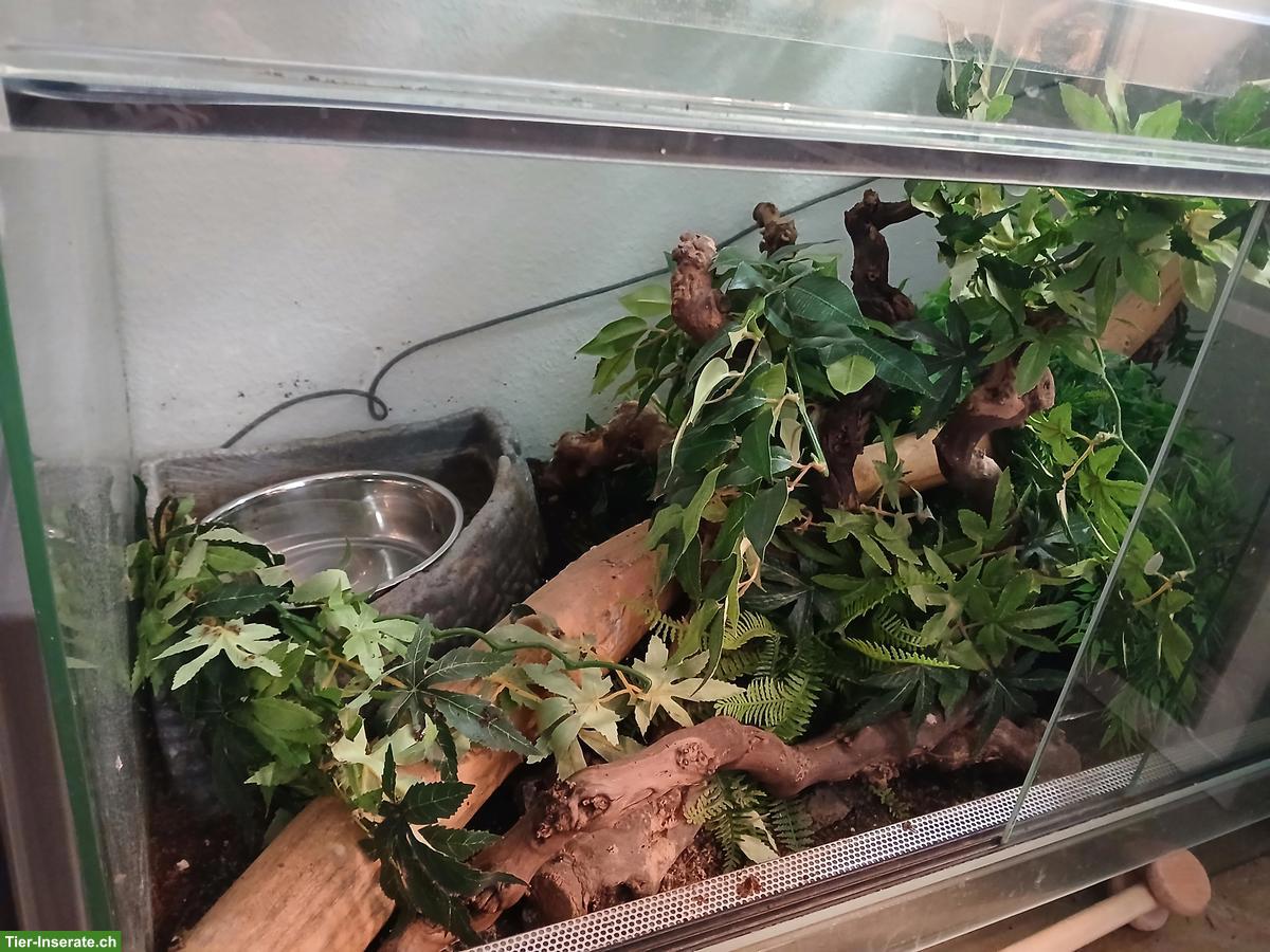 Bild 3: Königspython Super Pastel, handzahm