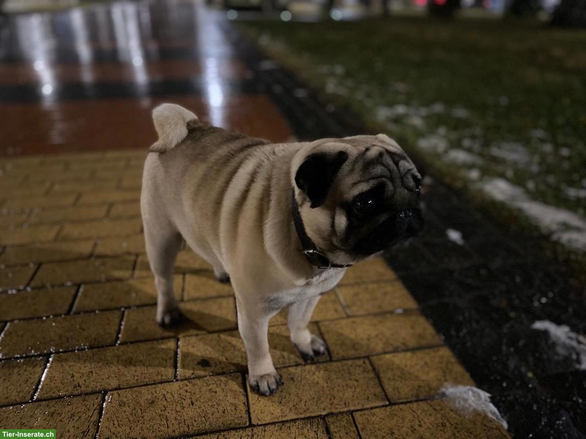 Adoptiere meinen Mops - suchen vorübergehendes Zuhause
