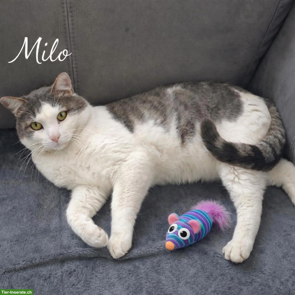 Anhänglicher Kater mit kleinem Handicap sucht seine Familie