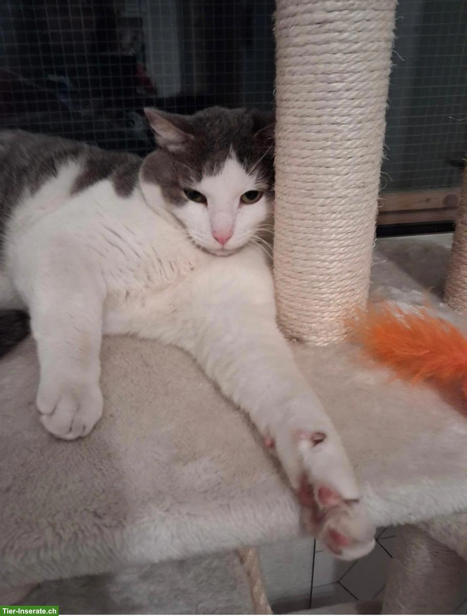 Bild 2: Anhänglicher Kater mit kleinem Handicap sucht seine Familie