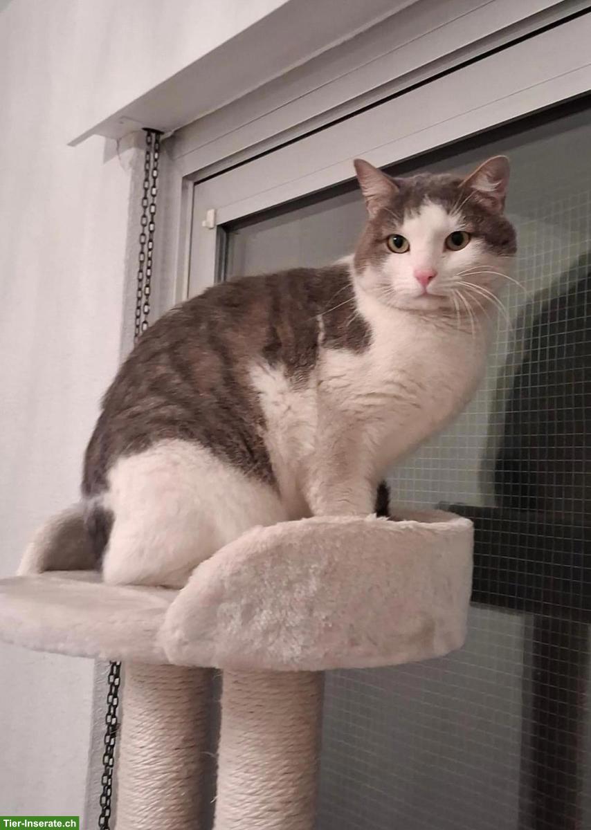 Bild 3: Anhänglicher Kater mit kleinem Handicap sucht seine Familie