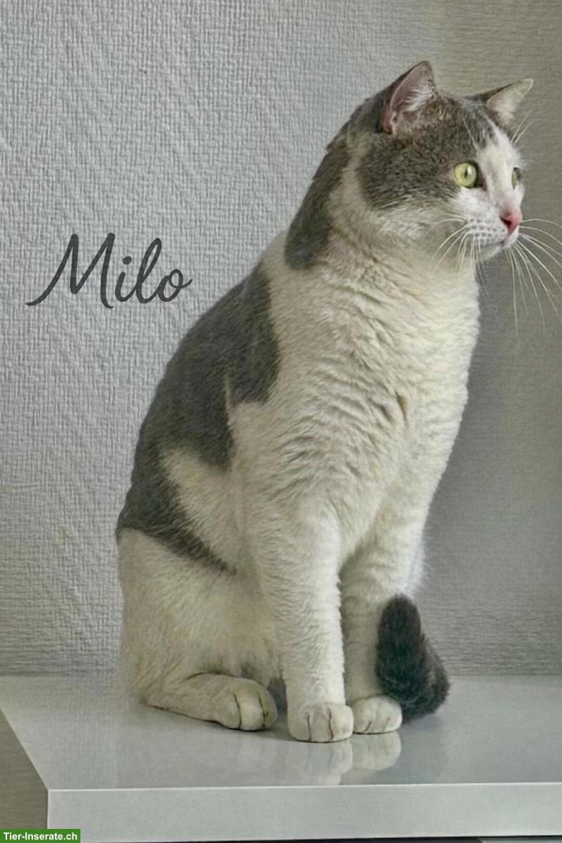 Bild 5: Anhänglicher Kater mit kleinem Handicap sucht seine Familie