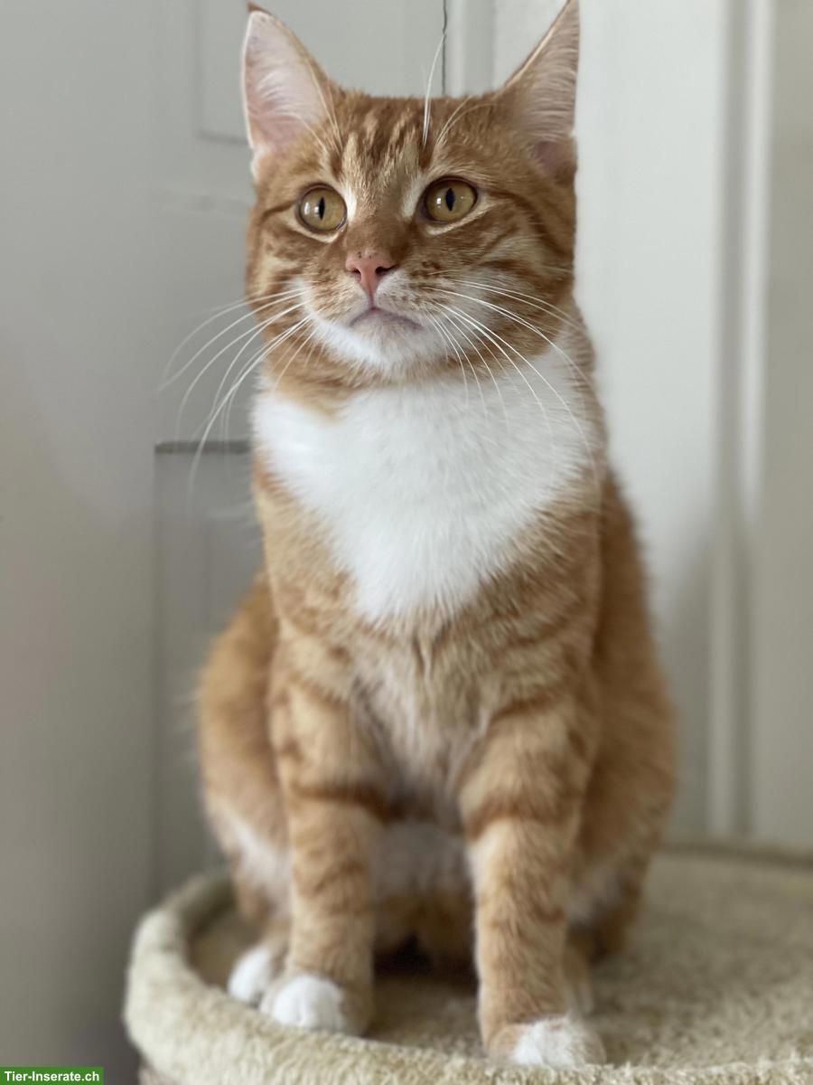 2 junge Kater suchen gemeinsam liebevolles Zuhause