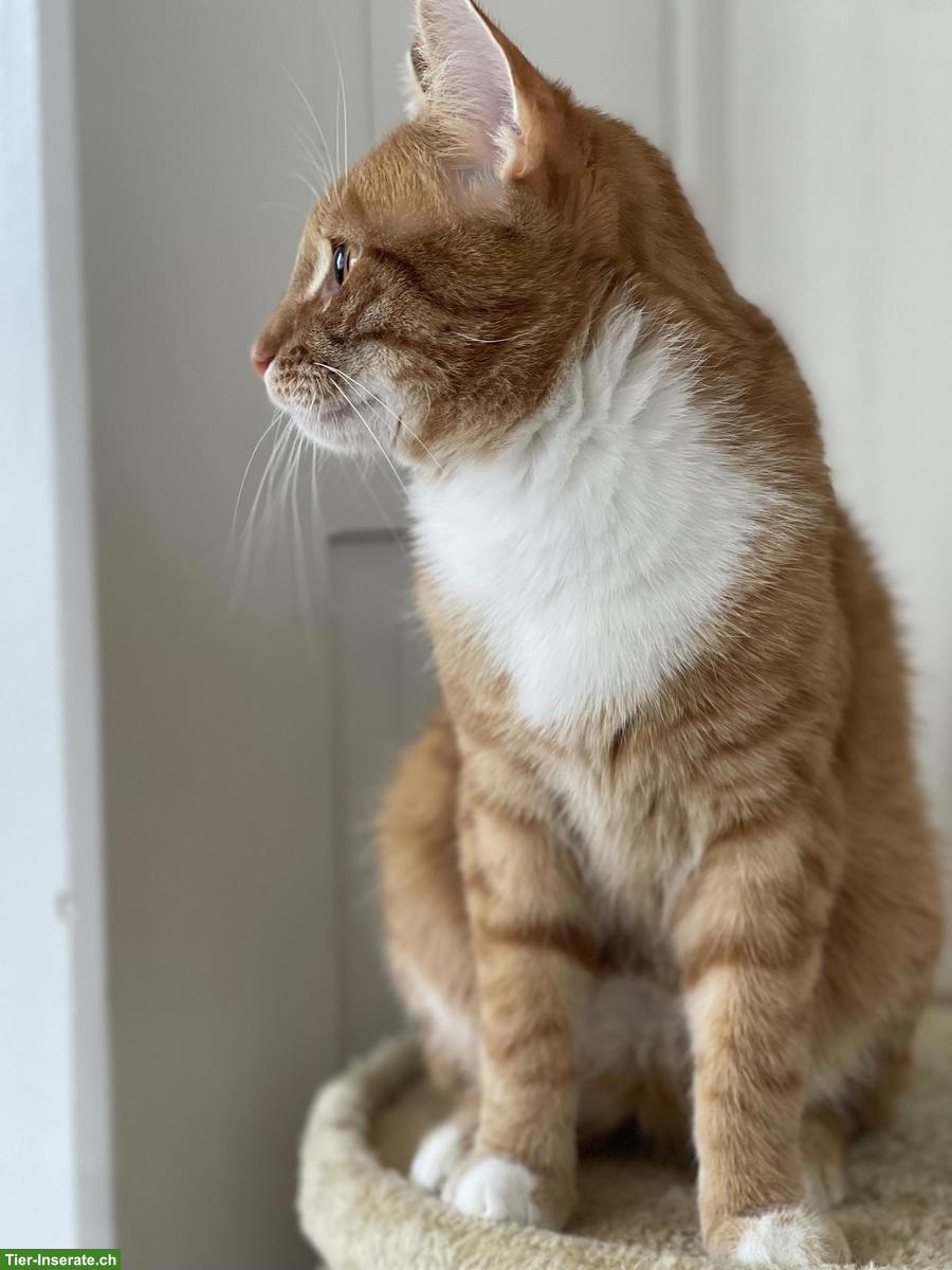 Bild 2: 2 junge Kater suchen gemeinsam liebevolles Zuhause